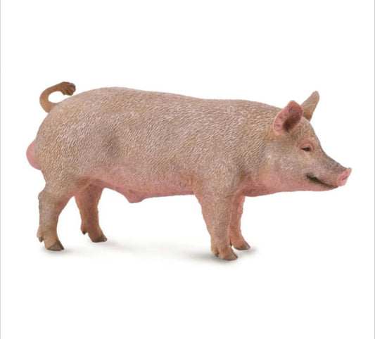 Boar