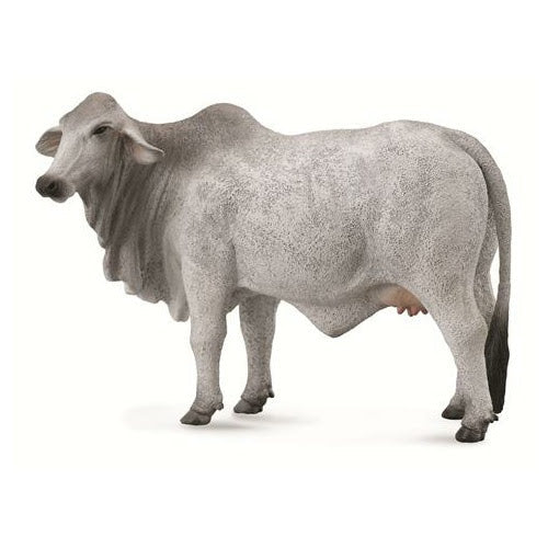 Brahman Cow